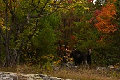 Two Moose